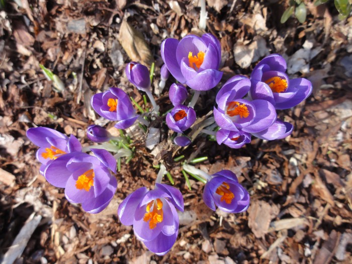 Crocus: a signal that spring cannot be far off