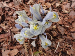 'Katherine Hodgkin' dwarf Iris blooming March 1st