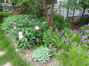 Bletilla striata (Hardy Orchid) on the right with Peony peeking out on the left.