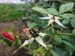 Knock-out Rose with Japanese Beetles