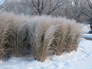 Panicum virgatum 'Northwind' in winter