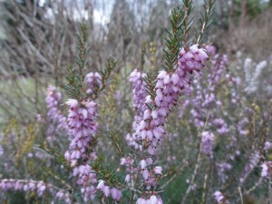 Erica blooms in shades of purple/pink and white 