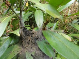 Eastern Tent Caterpillars on a Cherry Laurel - Photo by Connie J. Bowers