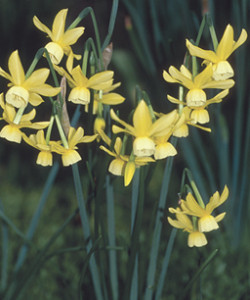 Narcissus hawara
